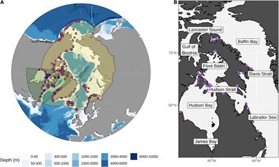 Kelp in the Eastern Canadian Arctic: Current and Future Predictions of Habitat Suitability and Cover